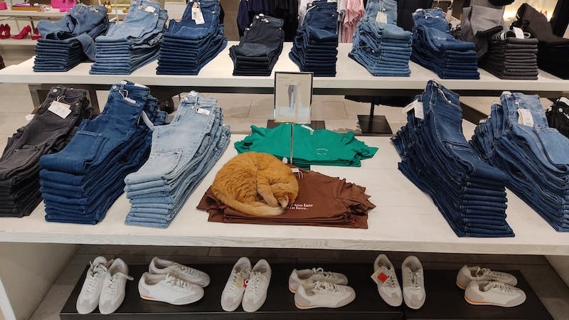 kot-śpi-w-sklepie-na-równo-poukładanych-nowych-ubraniach