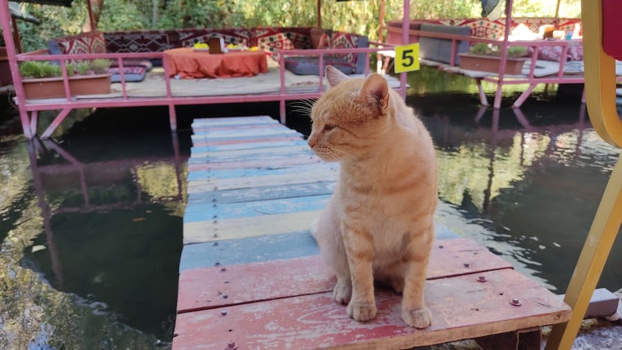 kot na drewnianym podeście ponad wodą 