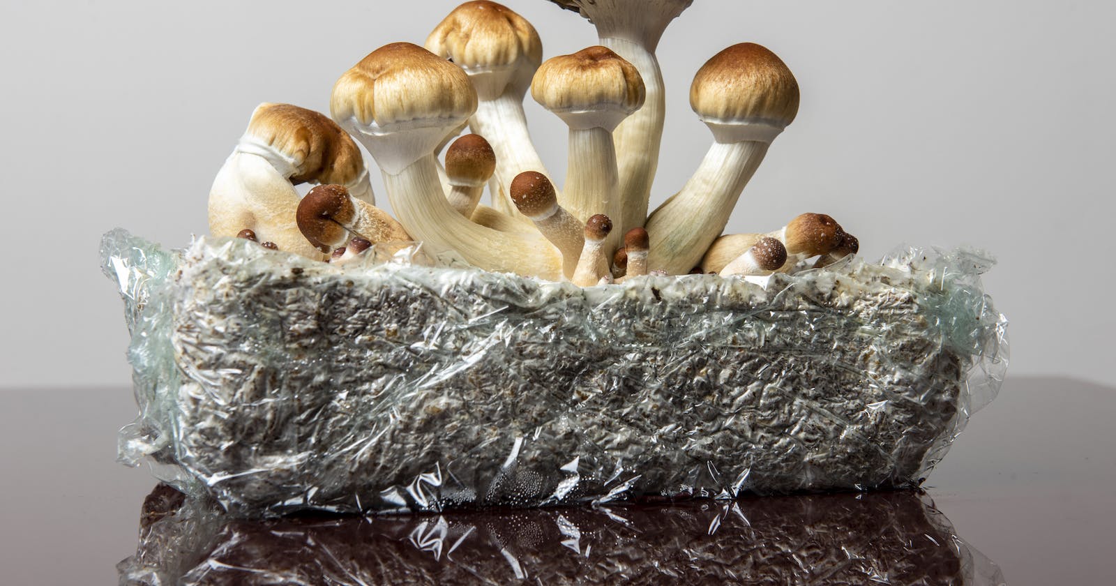 Colorado Voted to Decriminalize Magic Mushrooms What Happens Next?
