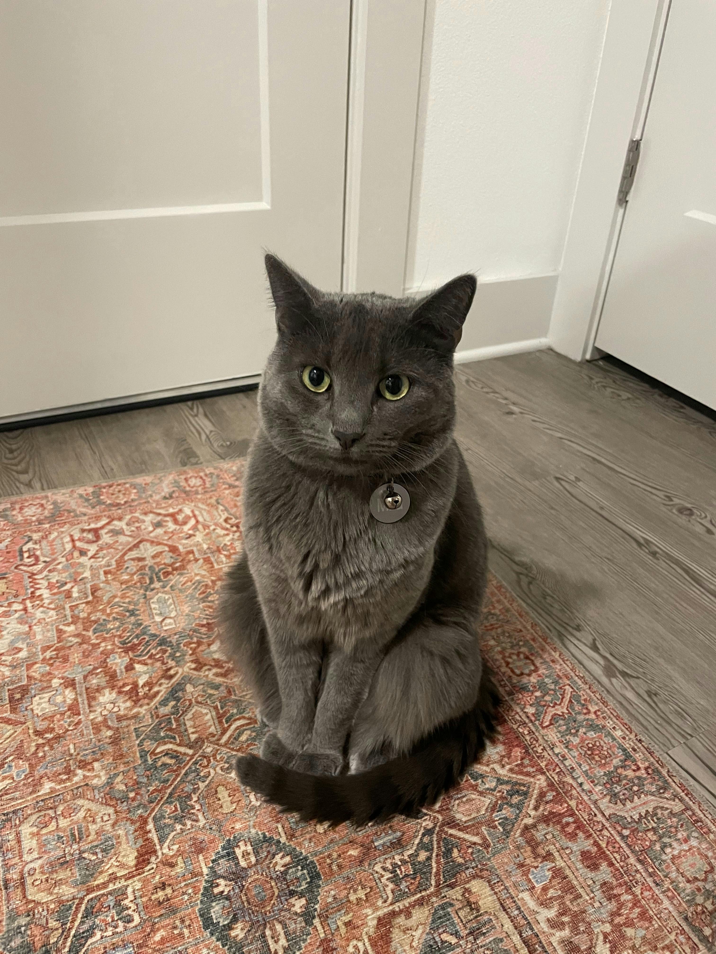 Mila, a grey cat, breed being Russian Blue, sitting on a persian rug. 