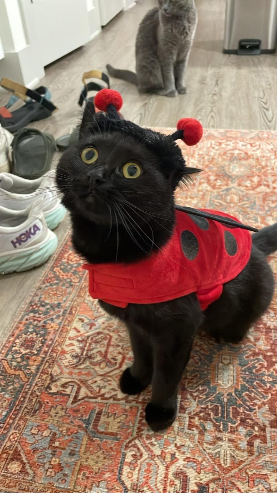 Evie, a small black cat in a ladybug costume