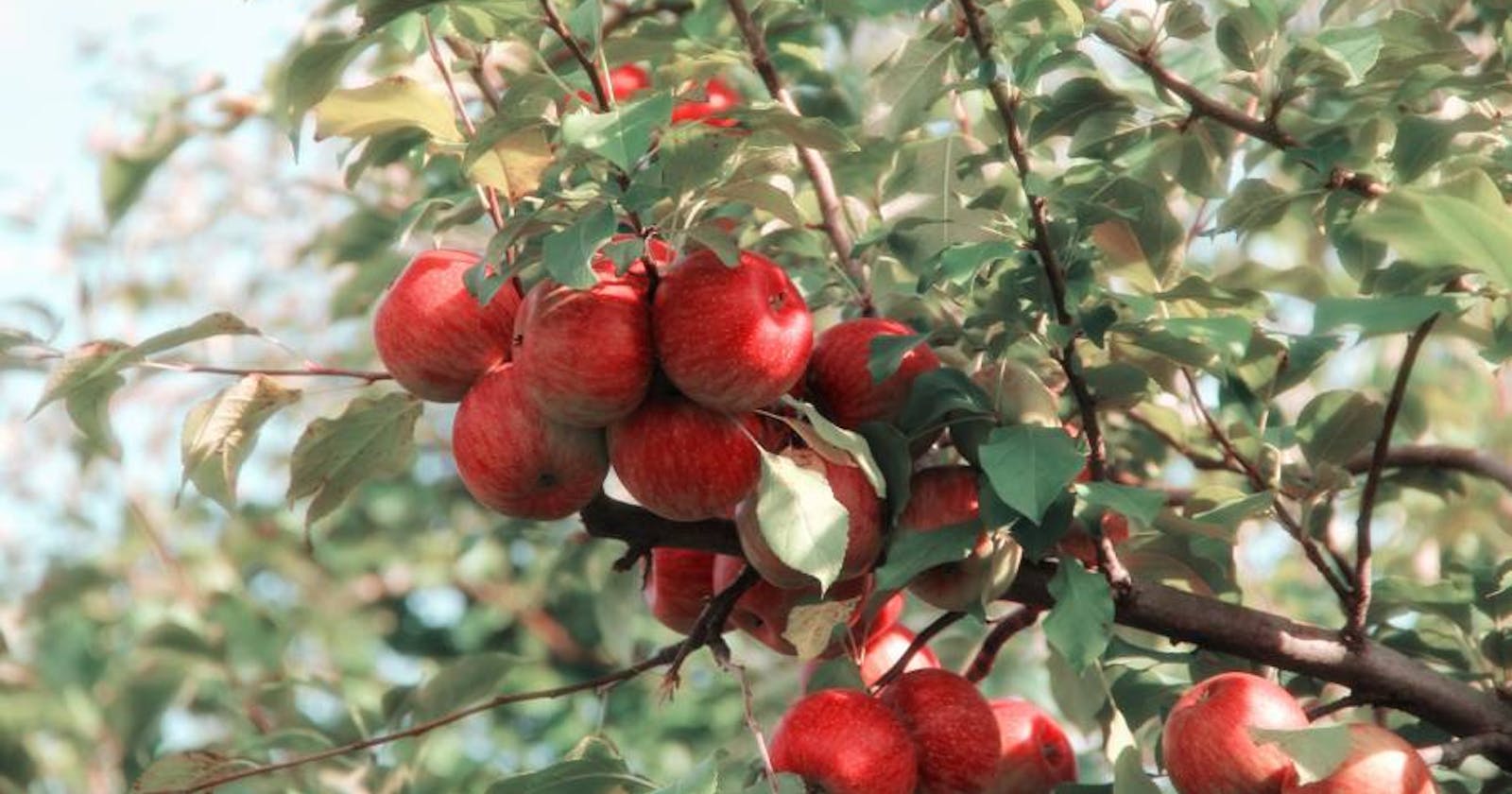 Stropirea cu score - metoda sigură și eficientă de combatere a dăunătorilor la pomii fructiferi