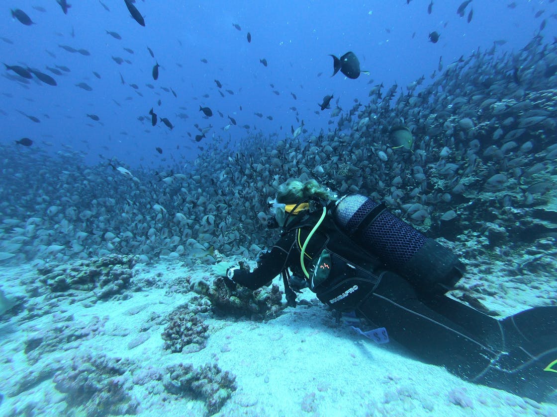 Bali's Best Scuba Diving Experiences for Beginners and Experts