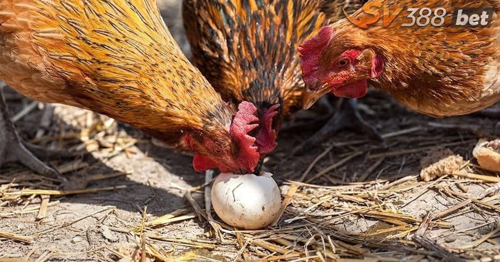 cách cho gà đá ăn lòng đỏ trứng