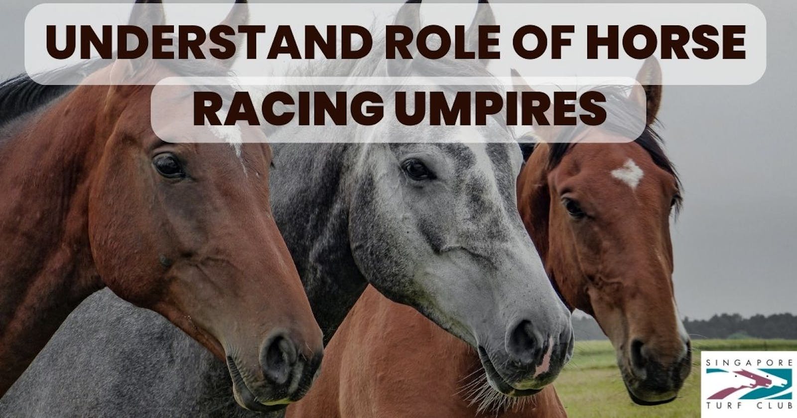 Understanding the Role of Horse Racing Umpires: Ensuring Fair Play and Safety