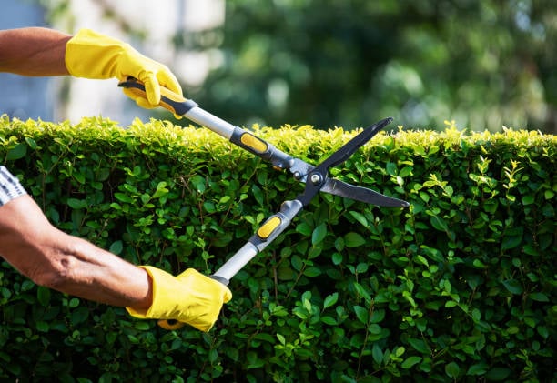 How to manage your landscape in a bugdet