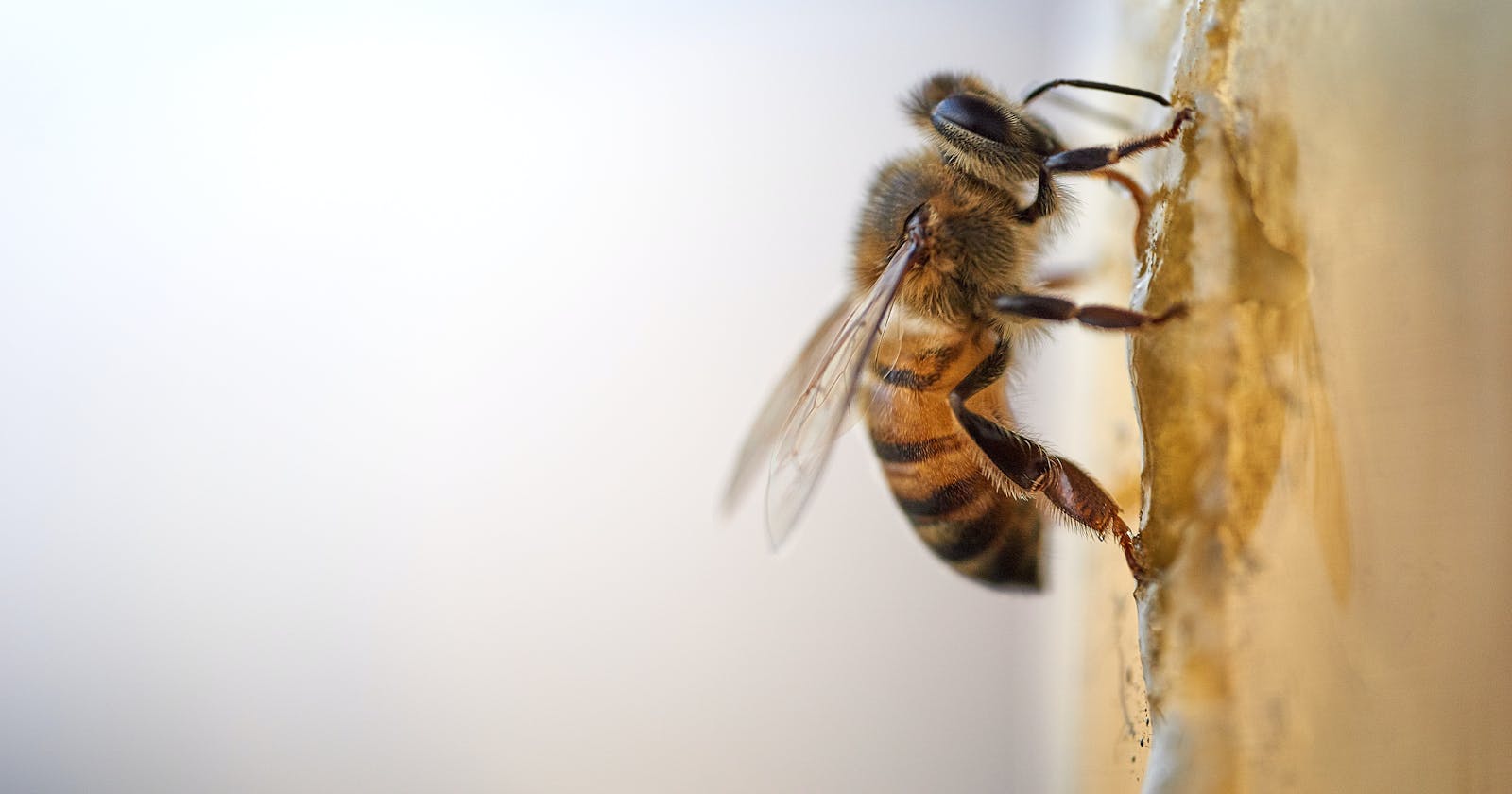 Bee Behavior App