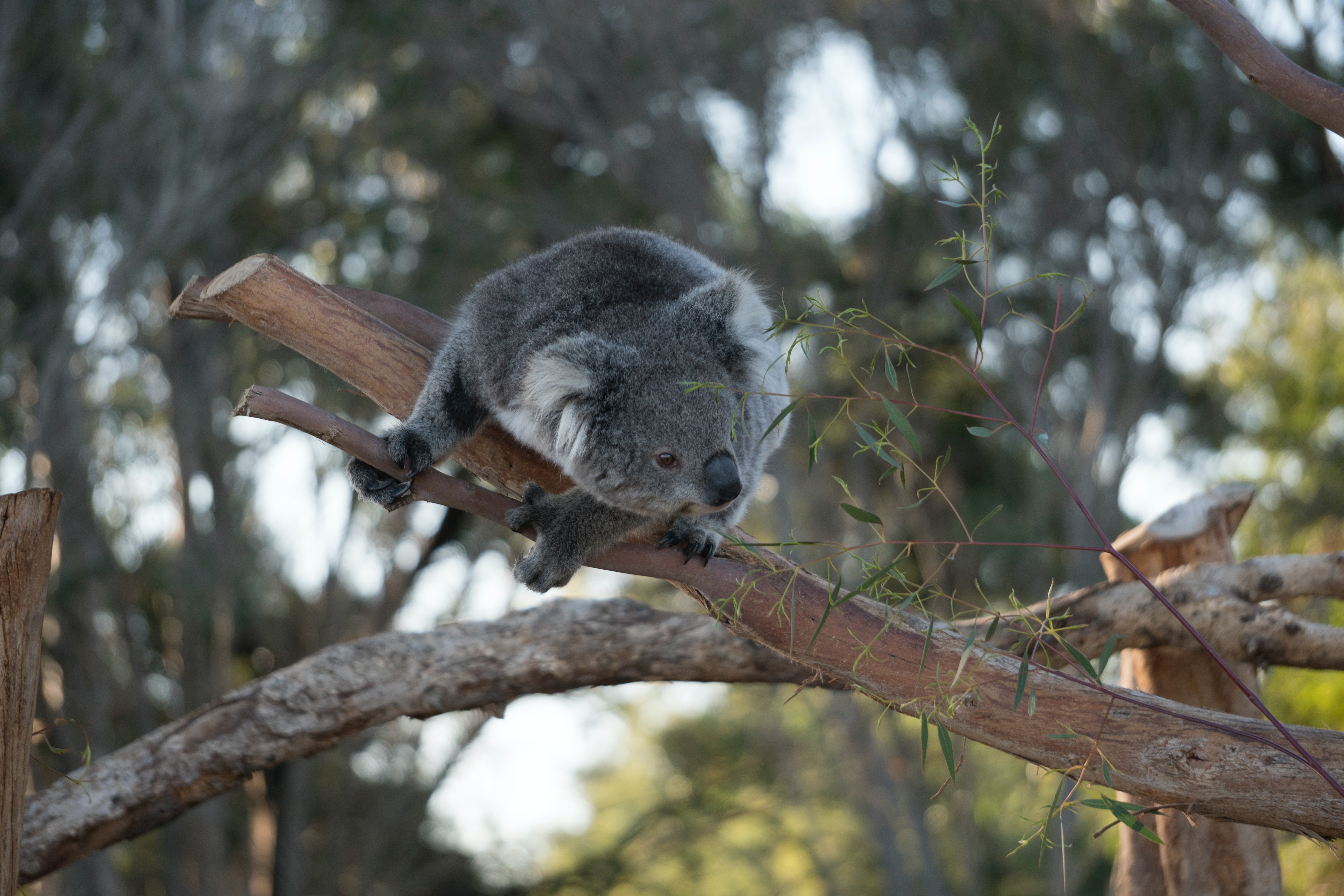 A drop bear in a tree