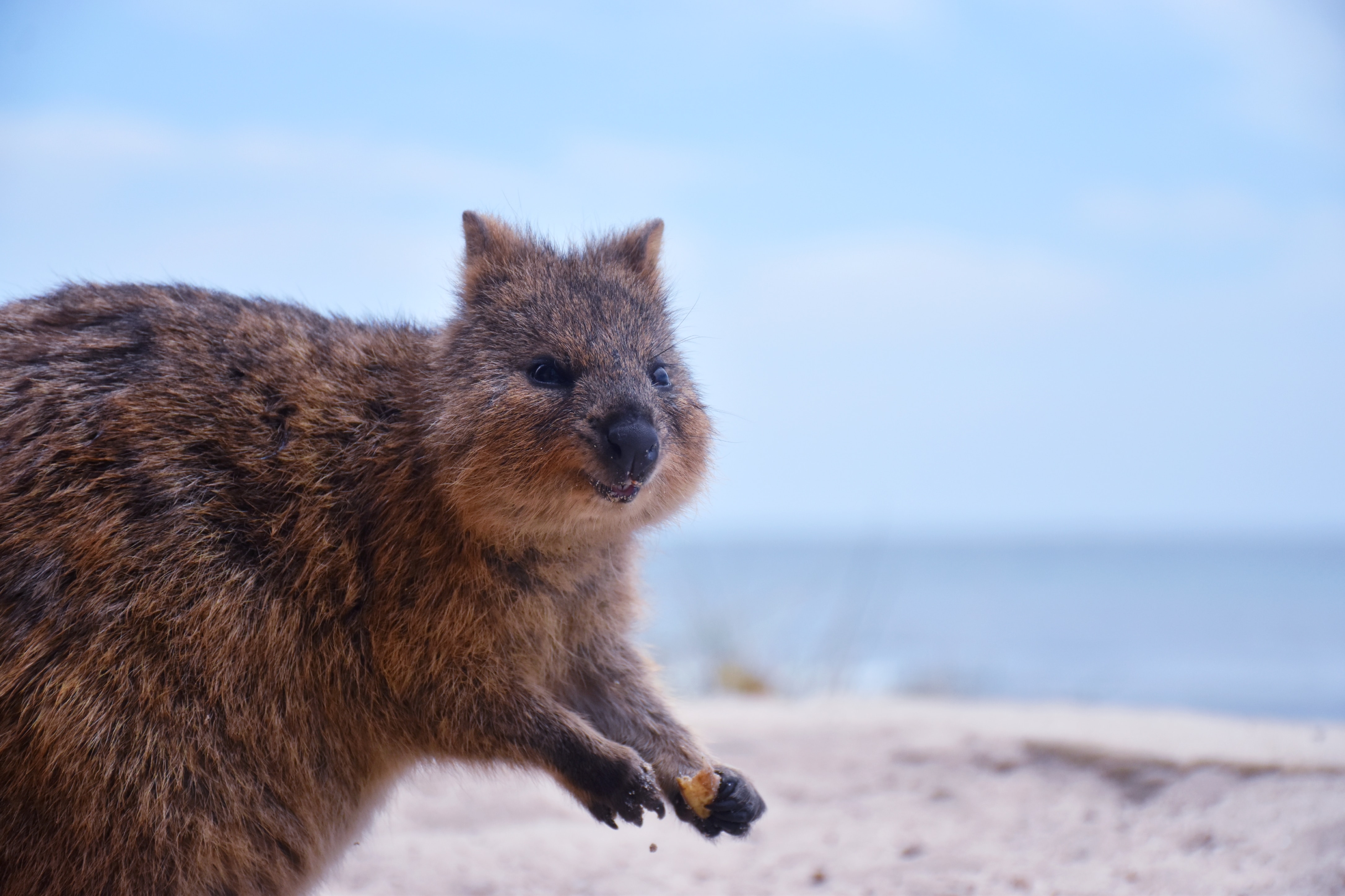 A drop bear in a tree