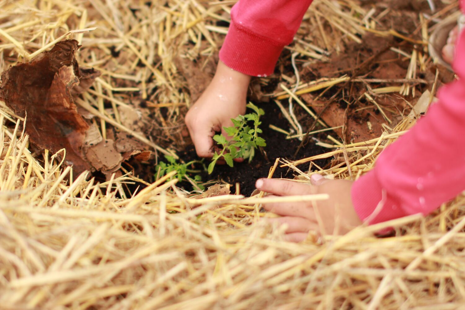 Feature Seeding