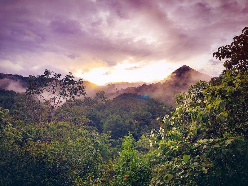 Using MindsDB to Predict Amazon Rainforest Degradation