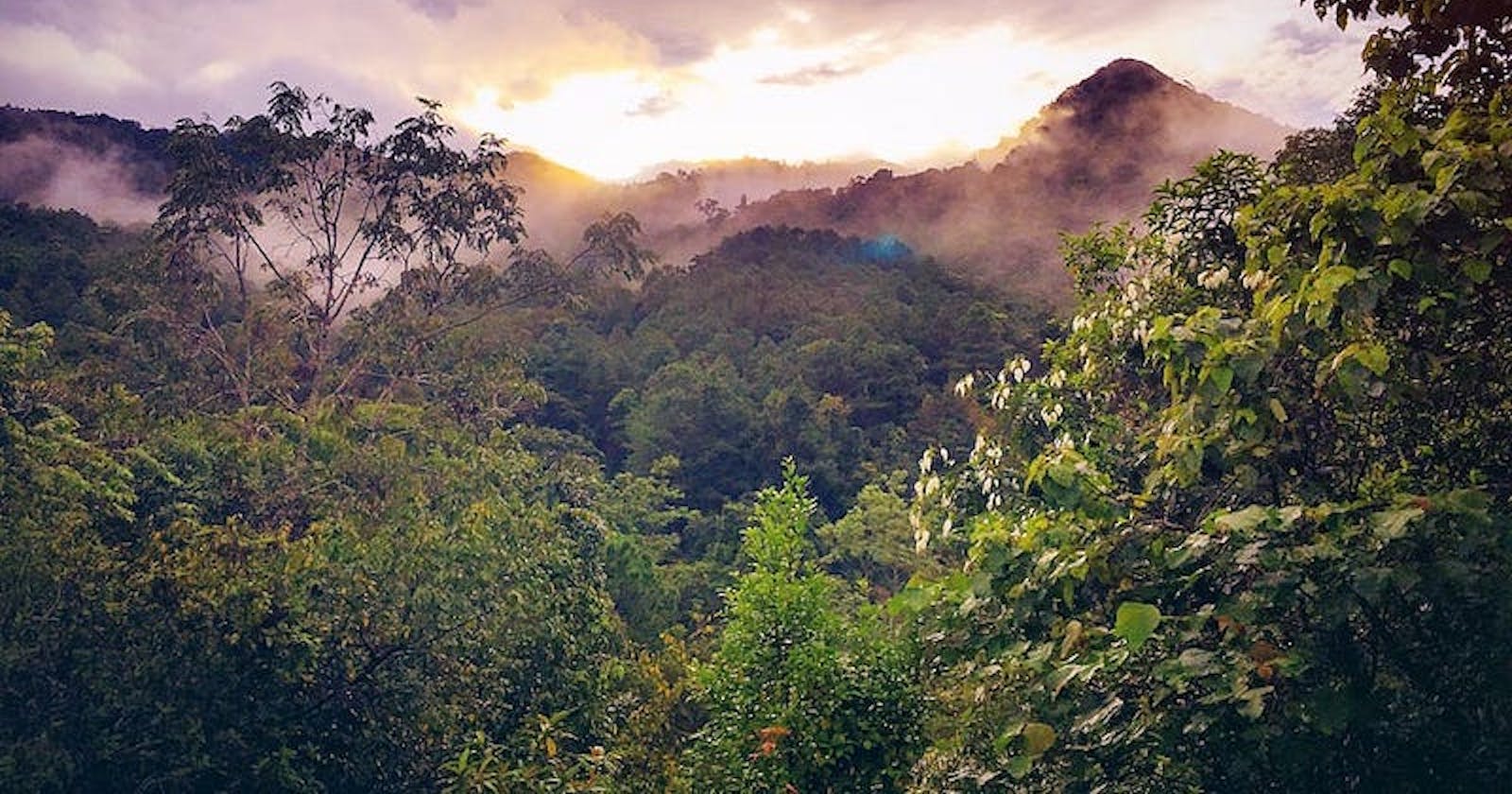 Using MindsDB to Predict Amazon Rainforest Degradation