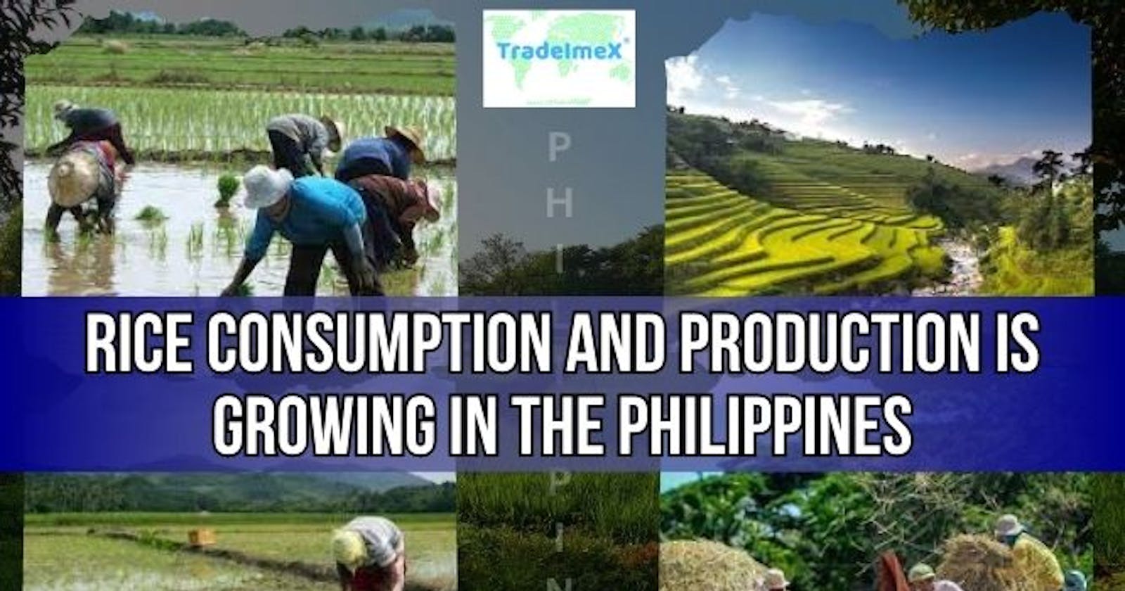 Rice Consumption And Production Is Growing In The Philippines – Analytical Report