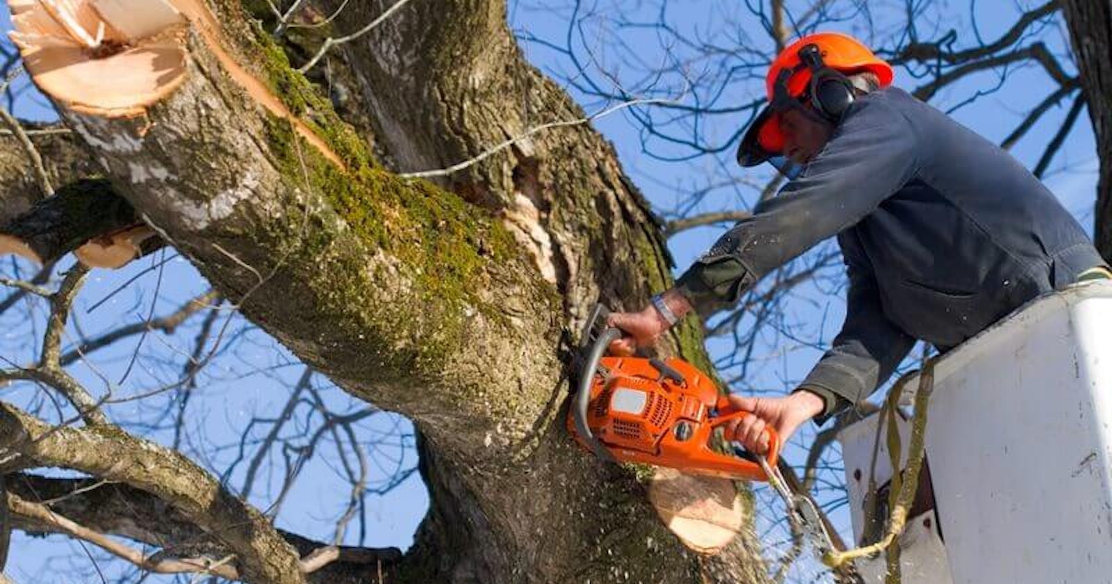 The Importance of Professional Tree Cutting Services: Enhancing Safety and Preserving Nature