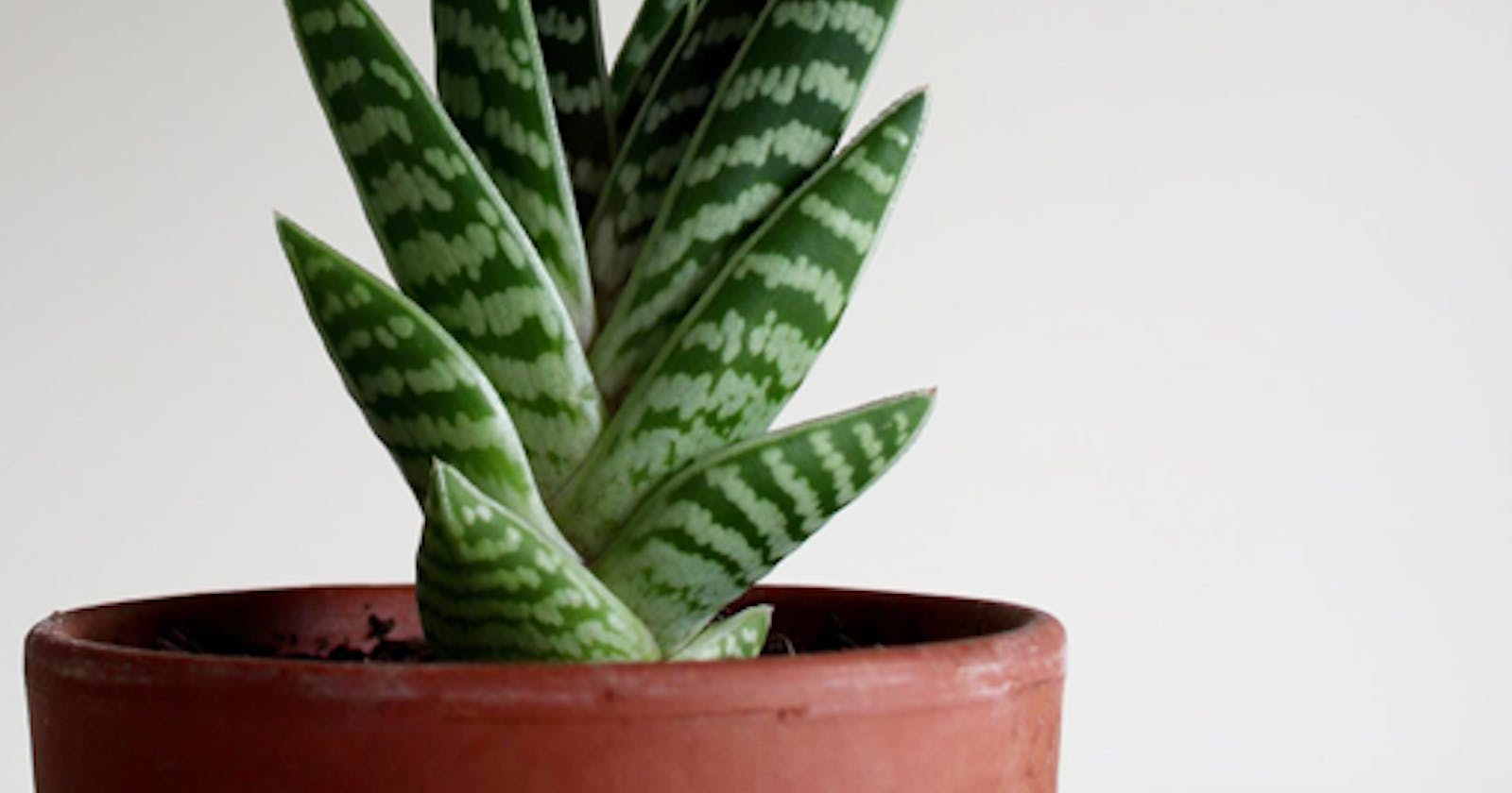 Aloe Vera: Green Beauties That Thrive in Your Home Sanctuary