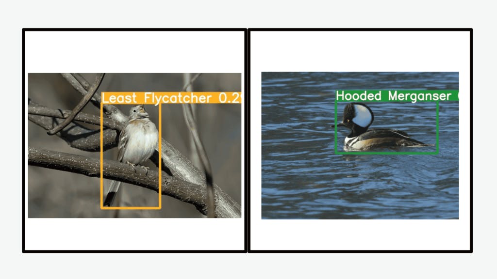 Two bird, One is sitting tree, one is water. And our object detection model detect