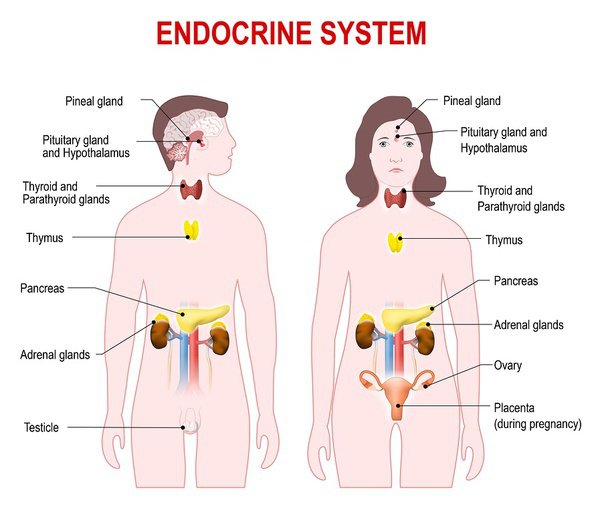 The Impact of Endocrine Disorders