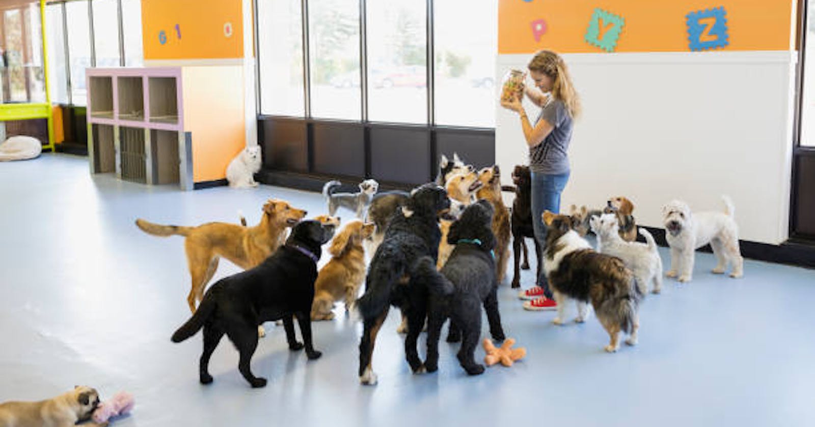 Searching for Dubai Most Recommended Dog Daycare ?