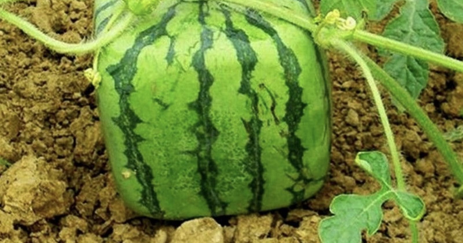 Efficiency, Beauty and Symmetry- Square watermelons in Japan.
