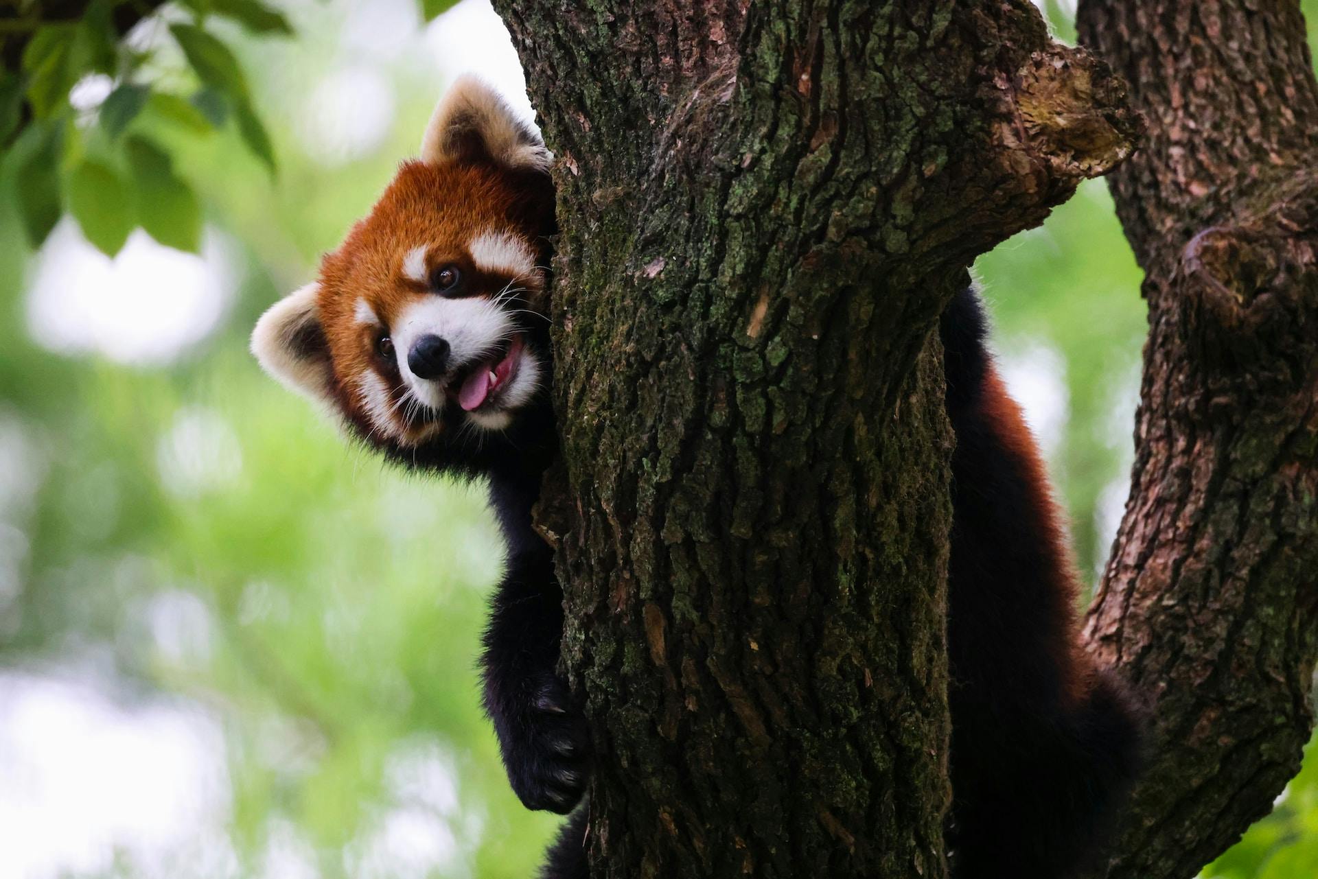 A red panda hiding behind a tree and smiling