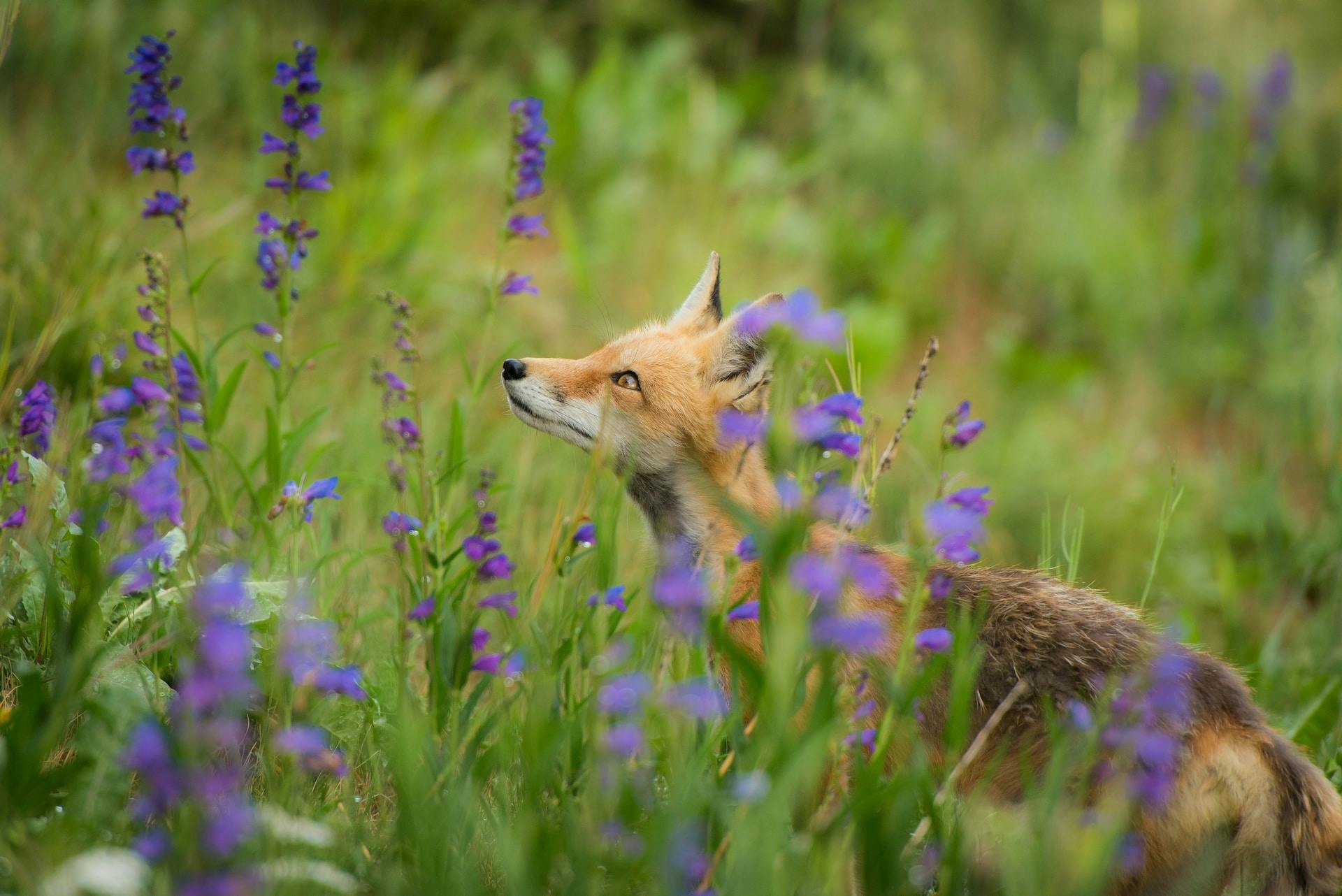 A picture of a fox among flowers.