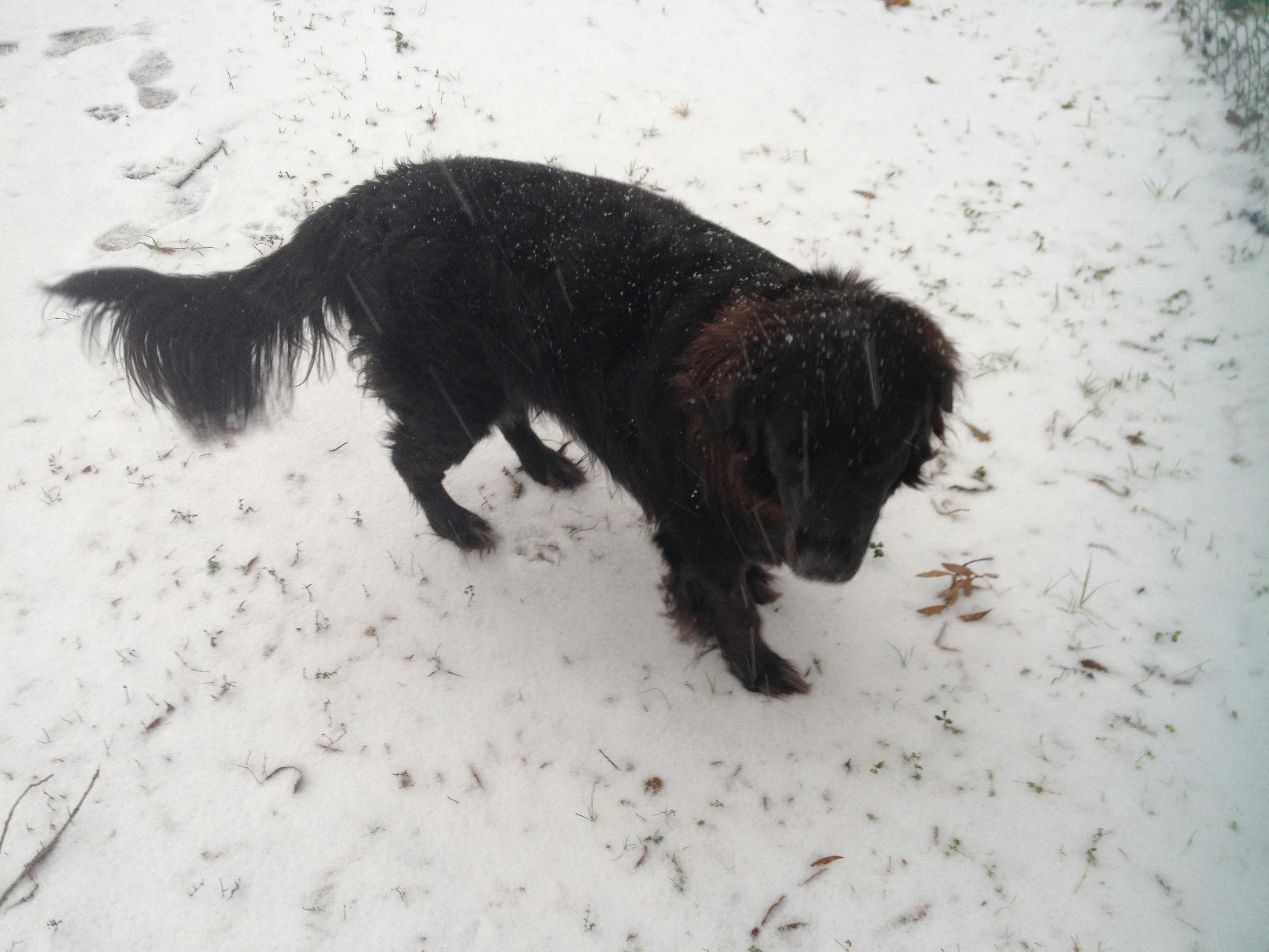 A photo of the author's beloved dog Shadow. Playing in the snow.