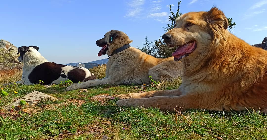 In the Forest with Four Dogs: In Pursuit of Fluent Language