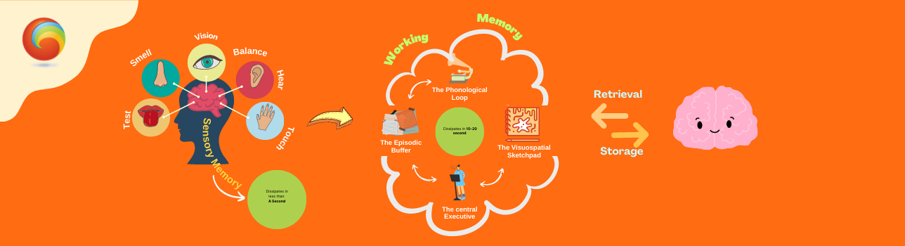 Neurons & Learning |How We Learn