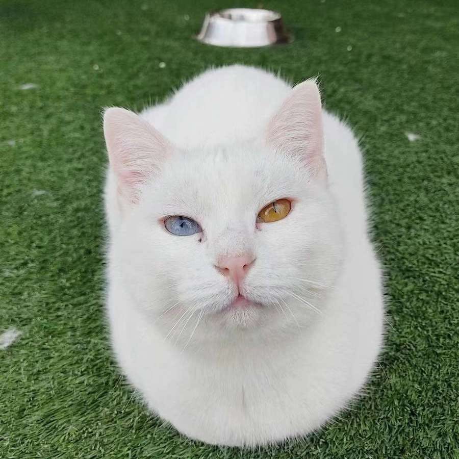 biały kot z niebieskim i brązowym okiem patrzy w kamerę