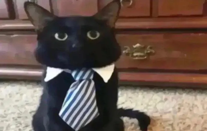 Professional Cat here to help you always