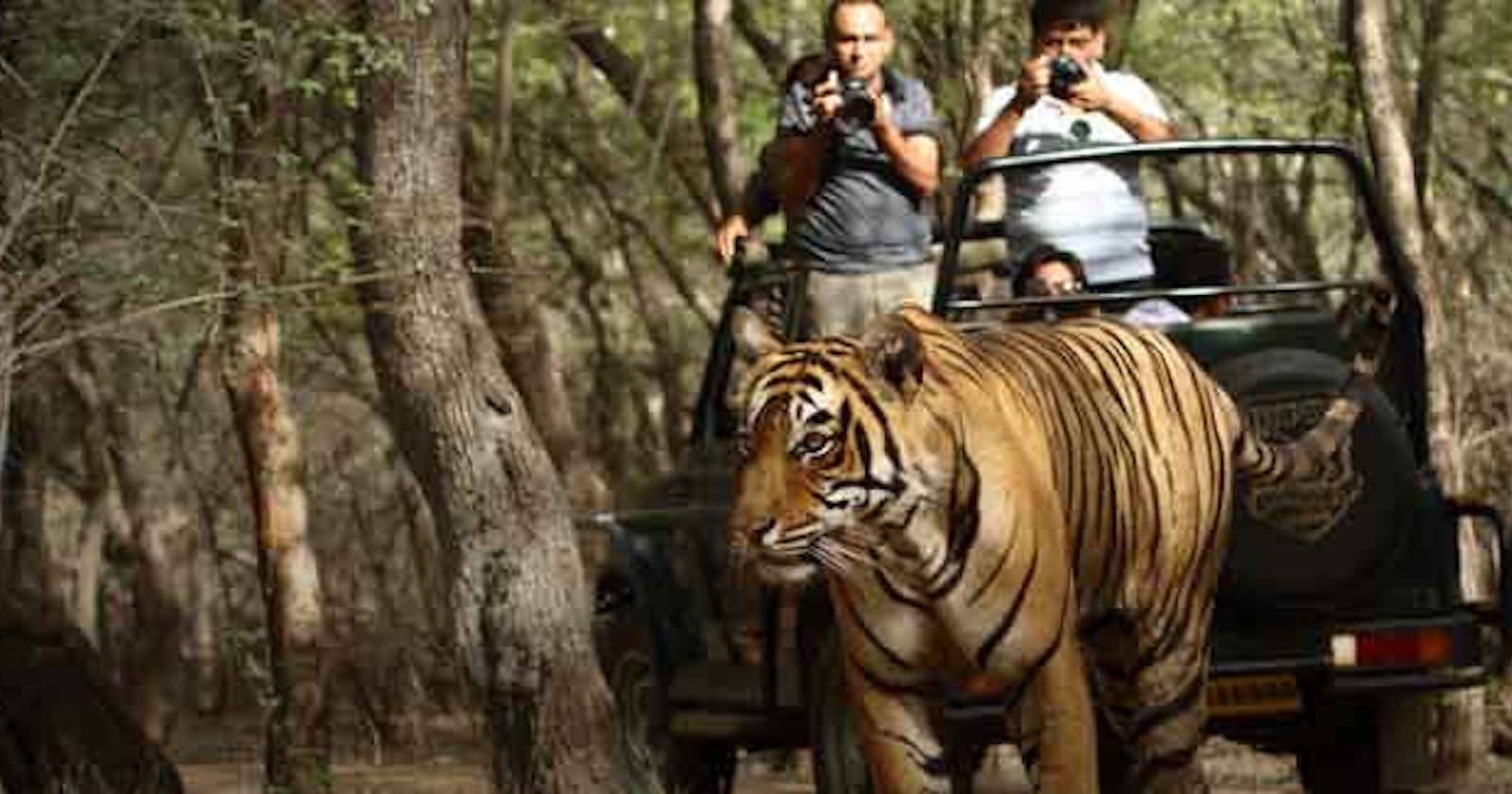 Why Should India Be Your Next Destination for Wildlife Safaris
