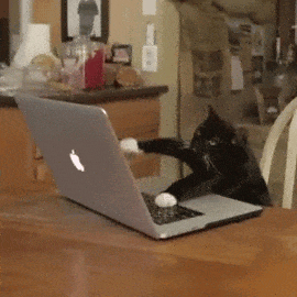 Cat writing code