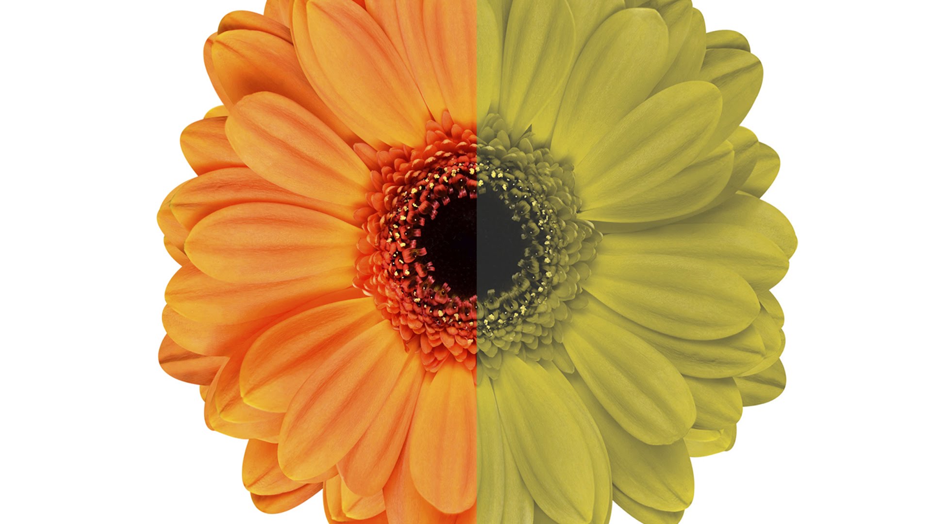 Color Blind Test