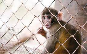 Monkey Net for Balcony in Bangalore