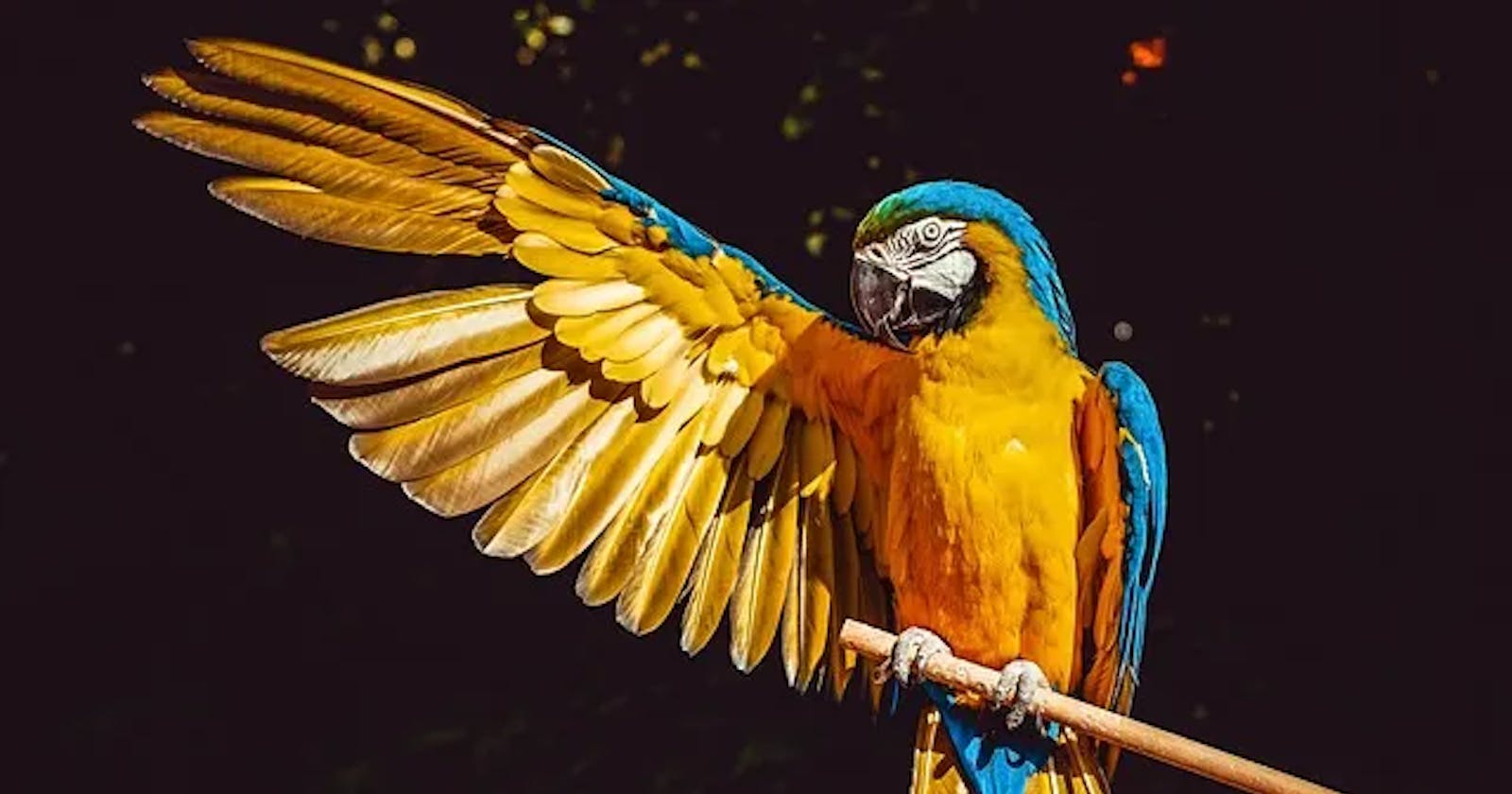 Unlocking the Beauty of Nature with Machine Learning: Bird Species Classification