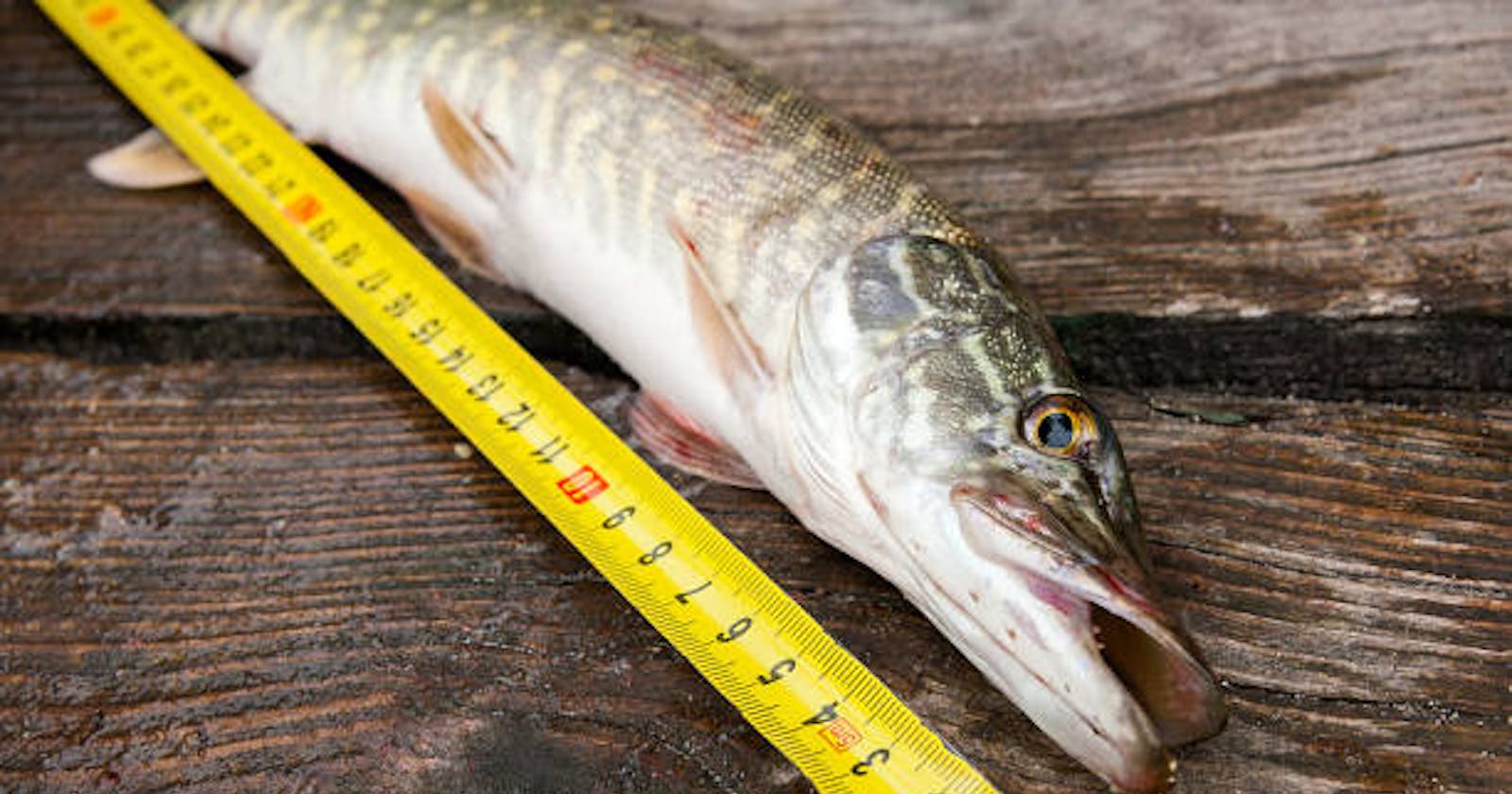 How do you measure your catch