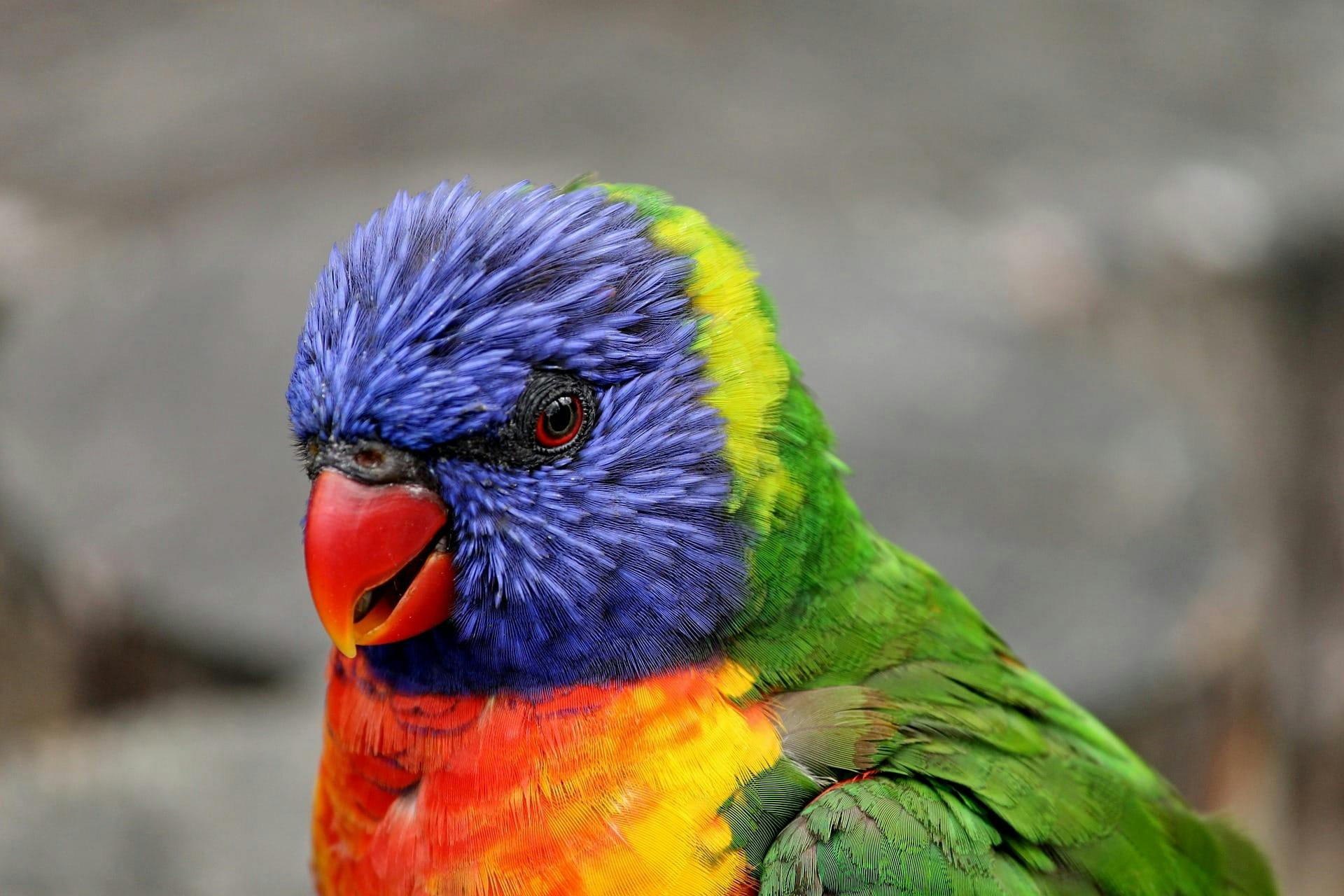 Bird shop in chandigarh