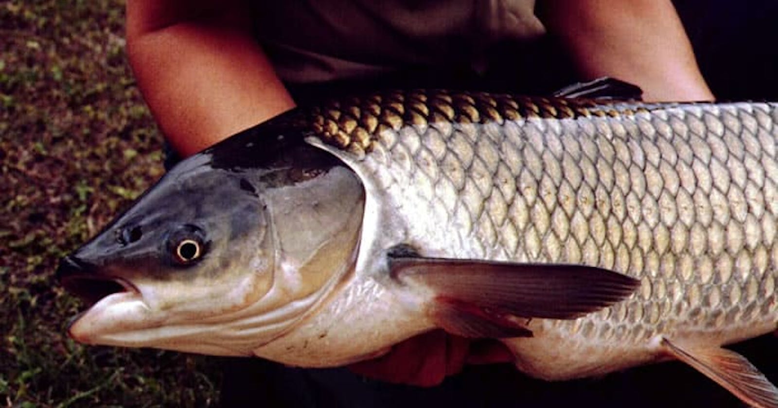 How to Catch White Amur Trout / Grass Carp?