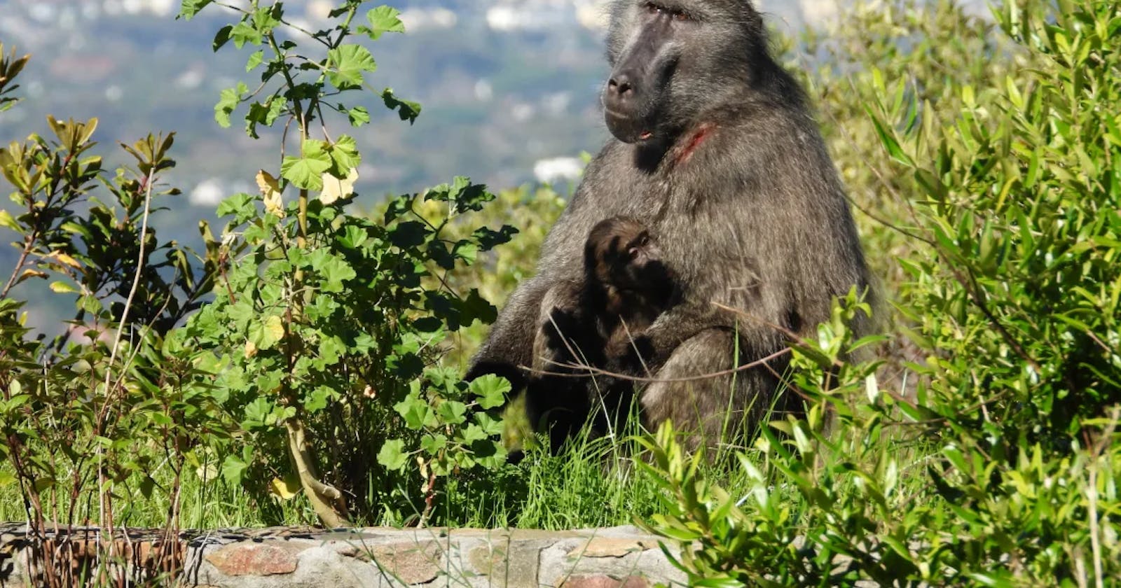 How Cape Town is learning to live with baboons