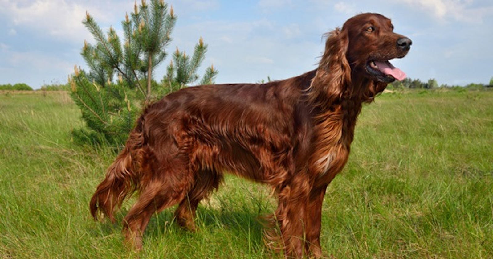 Top 10 Reasons Why Irish Setters Are the Ultimate Canine Companions 🐶
