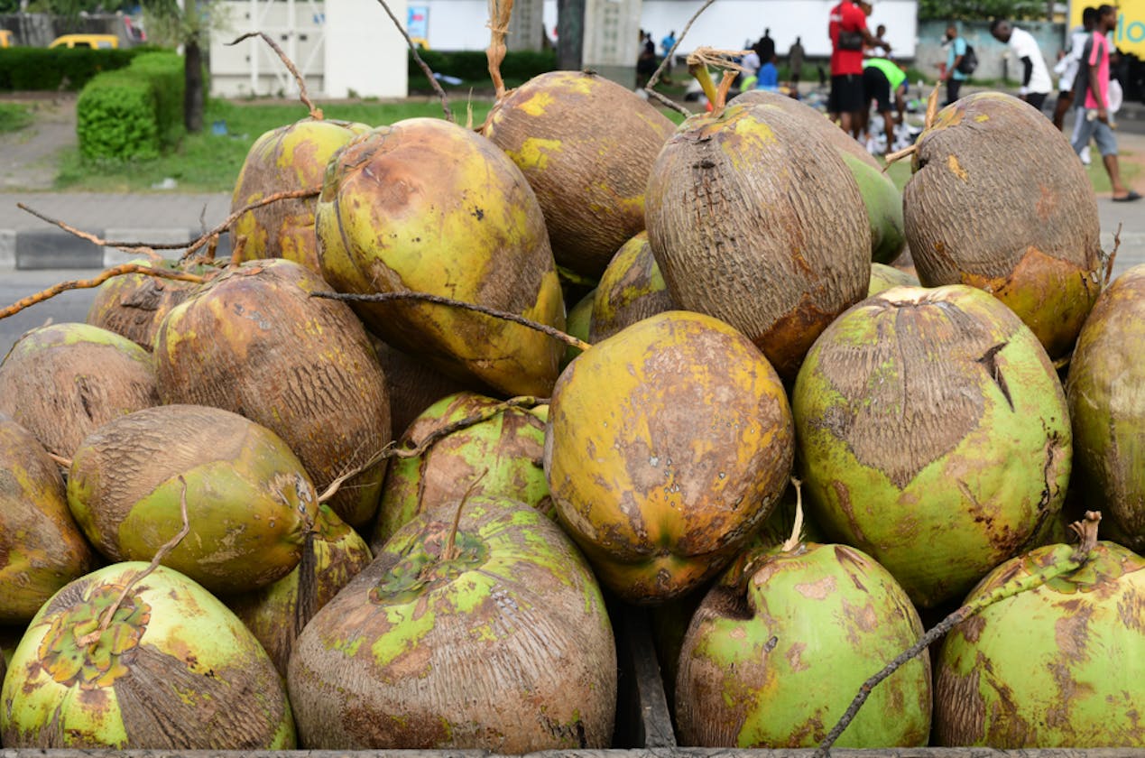 Coconut Chronicles 🥥 : Unearthing Nature's Nutritional Riches