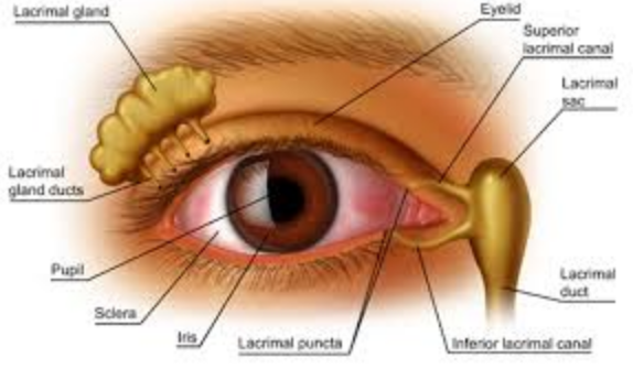 Eye Fortin Supplement