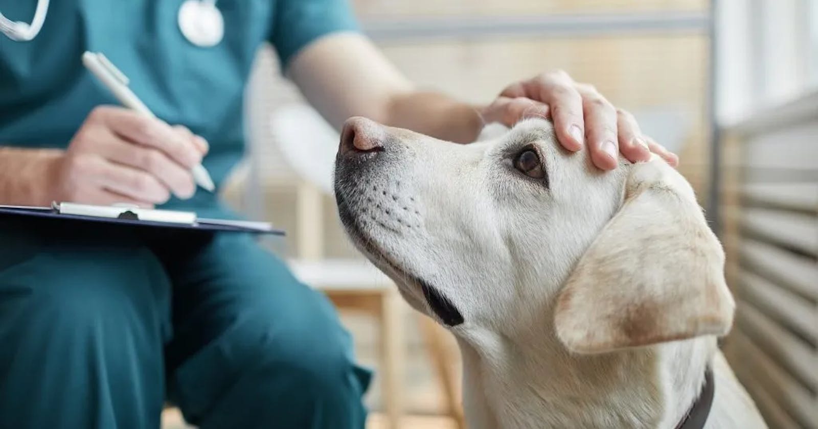 Pet Insurance: Safeguarding Your Furry Friend's Health and Your Finances