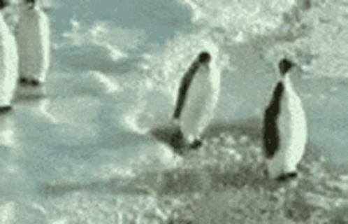 A penguin getting bashed!