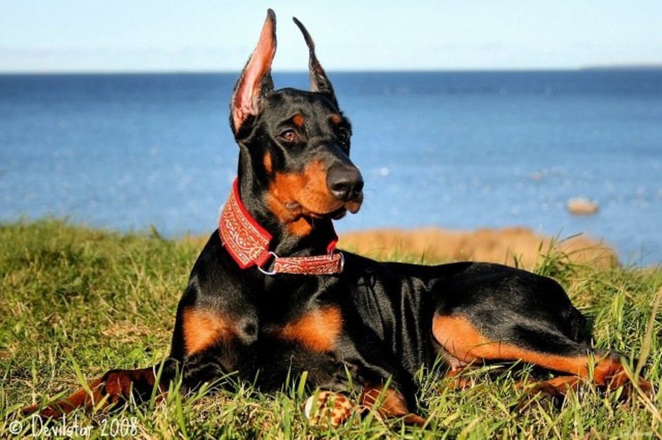 Unveiling Promising Doberman Breeders in Kentucky