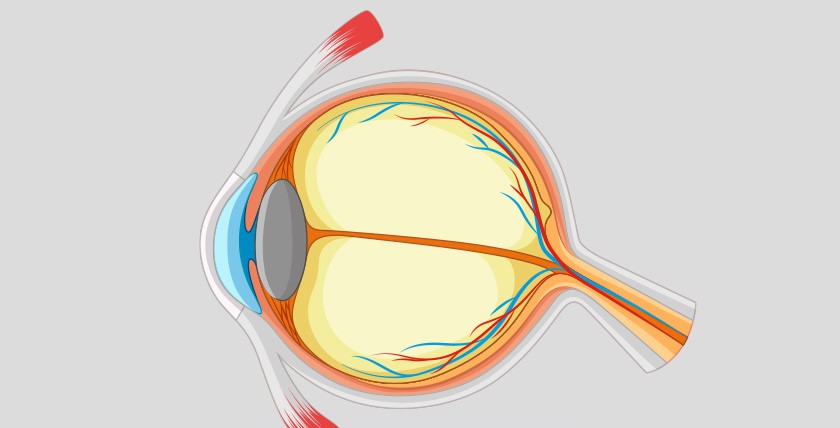 Peering into the Eyes of Health: Detecting Diabetic Retinopathy with MATLAB and Support Vector Machines