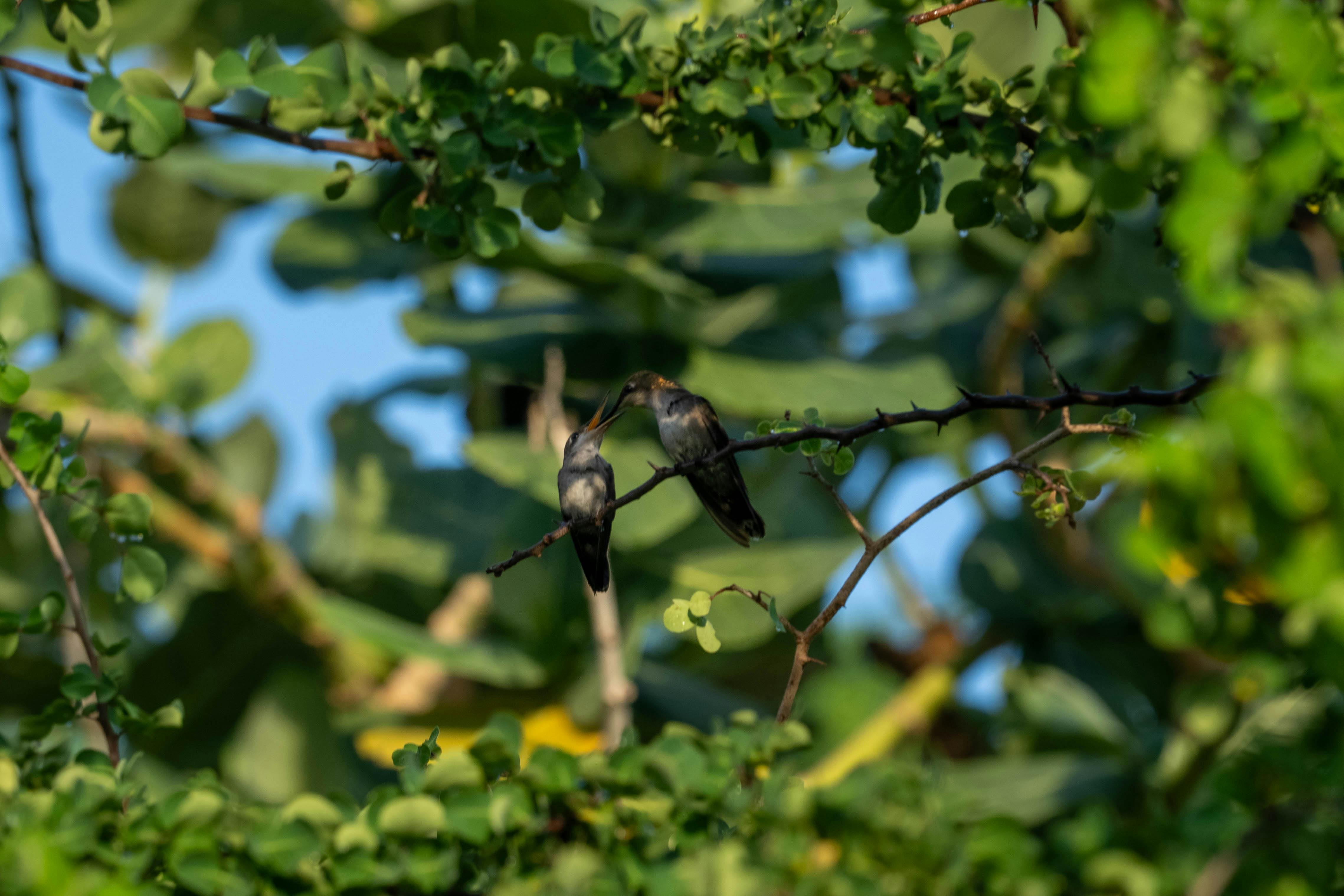 Hummingbirds on Curacao Island