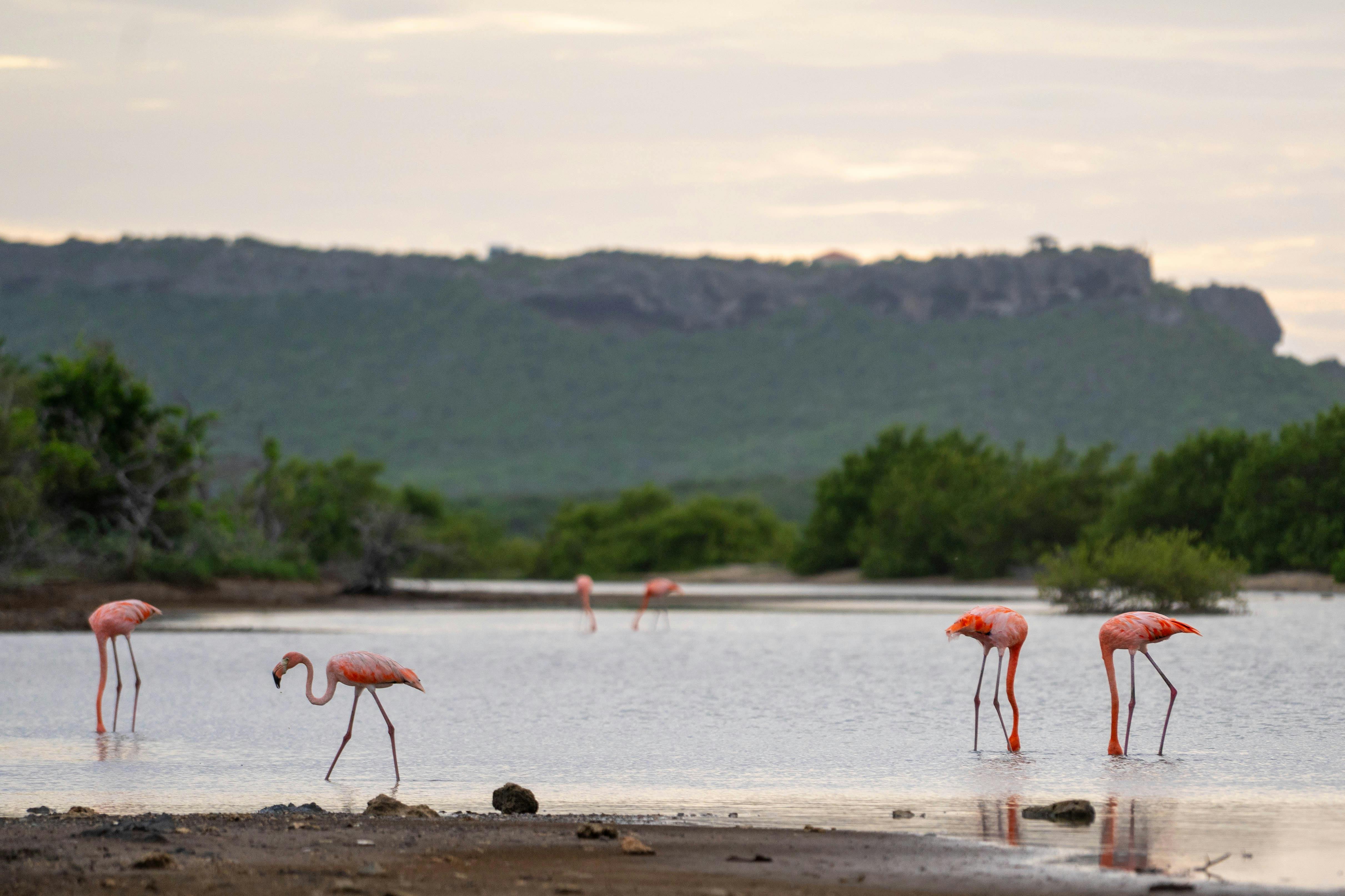 Flamingos on Curacao Island