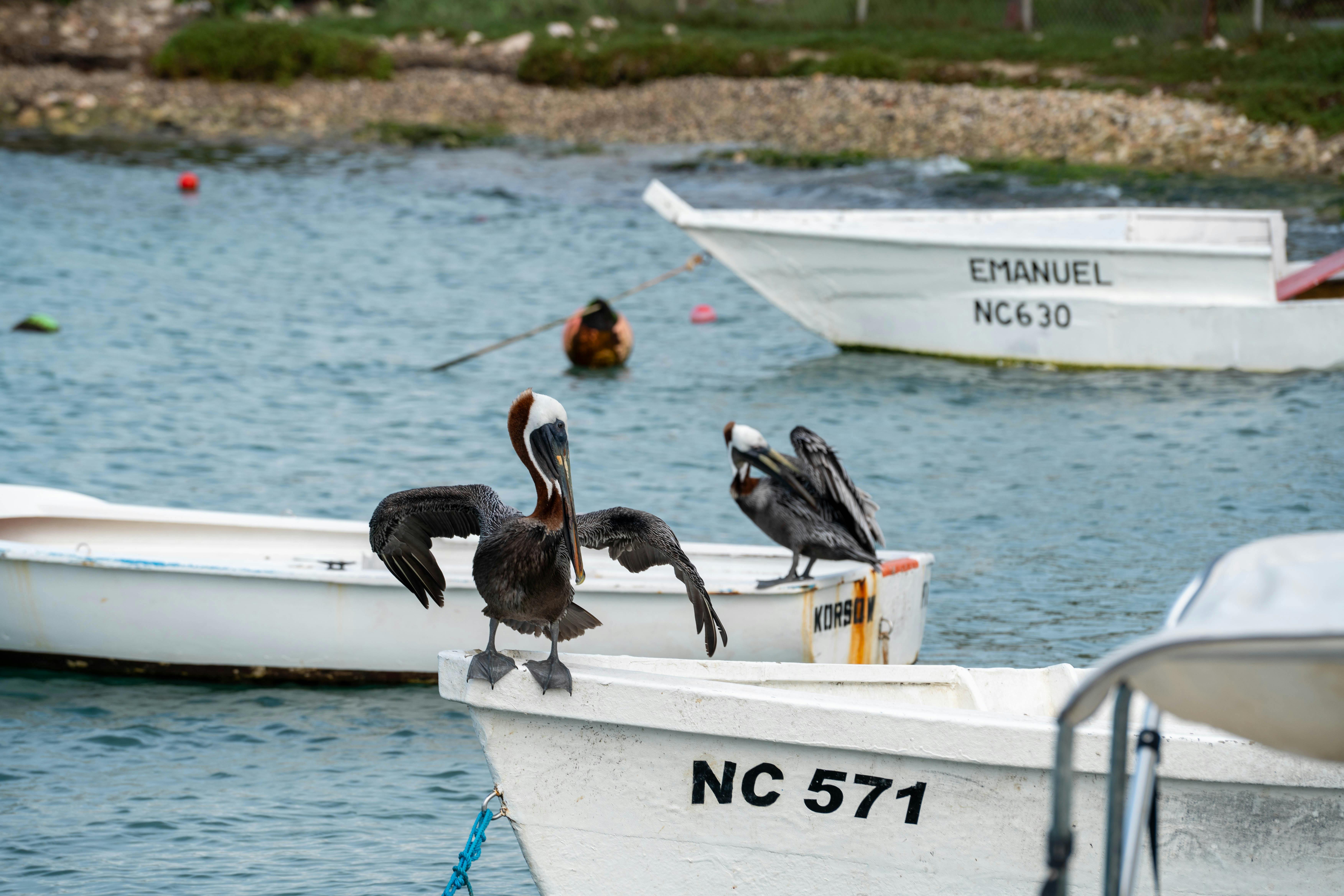 Birds waiting for fishermen