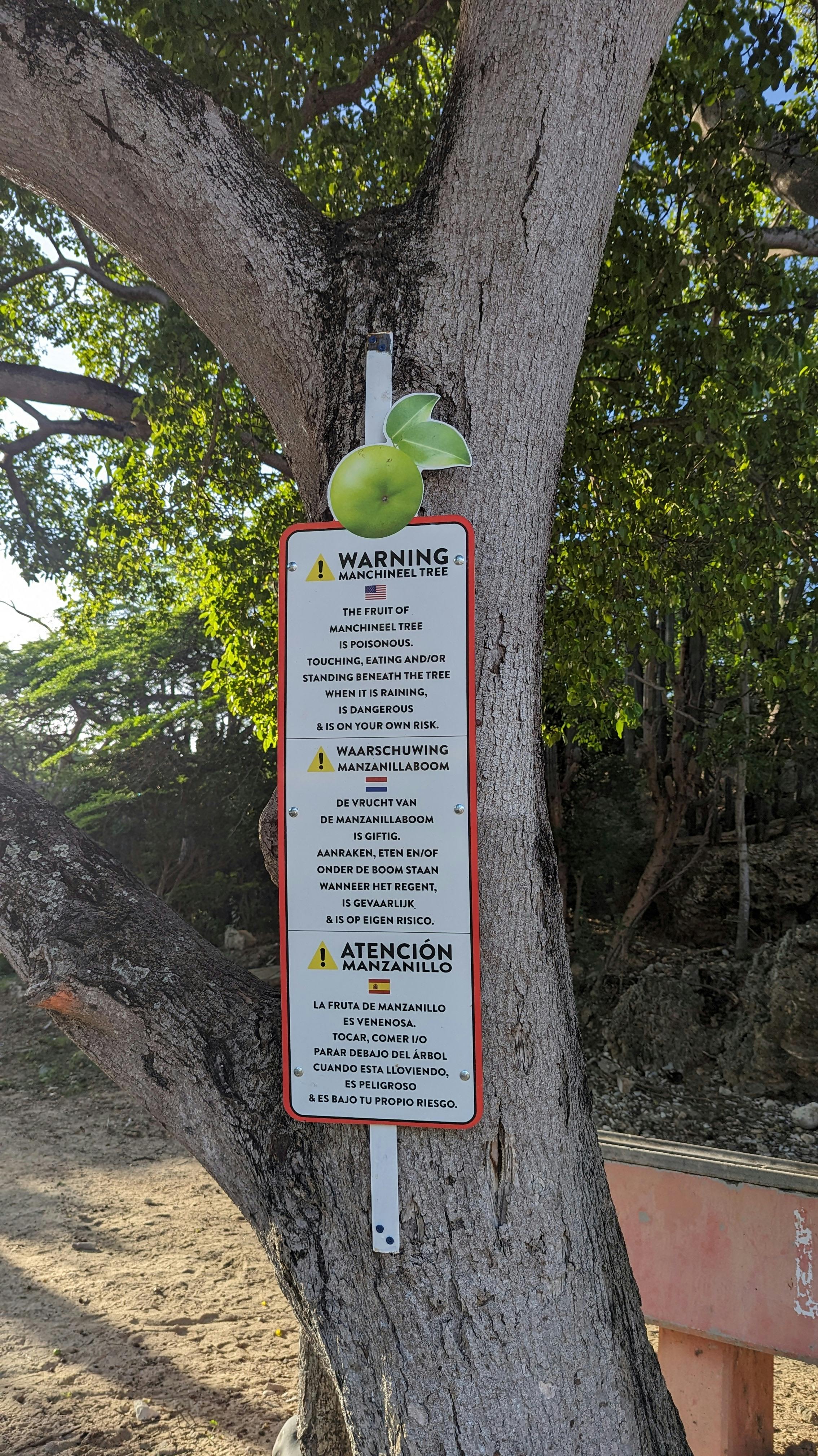 "Manchineel" Trees on Curacao